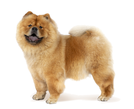 سگ نر چاو چاو