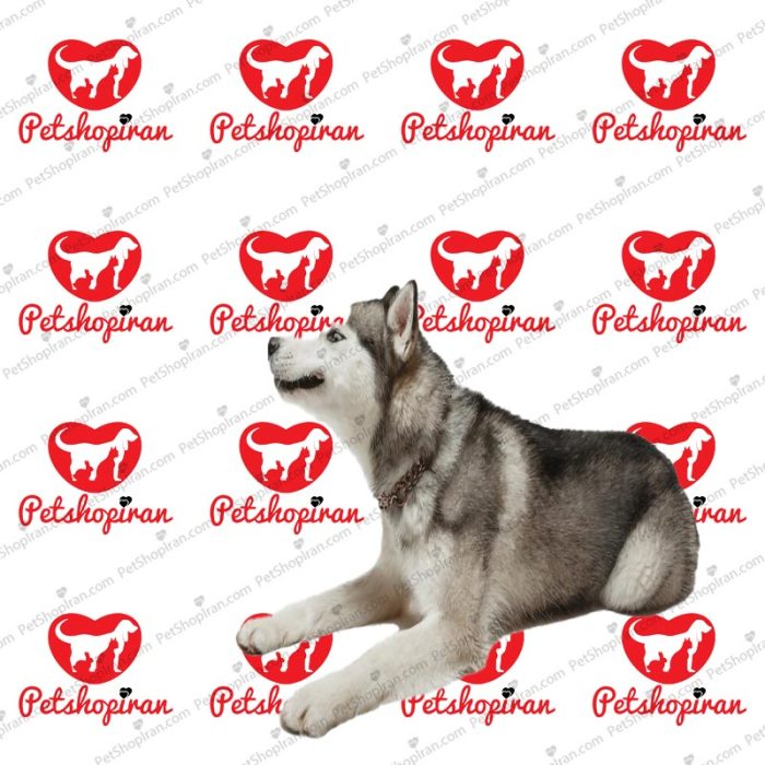 delightful husky 1 2 Safhe Asli jpg