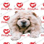 خرید سگ چاو چاو - تصویر 6