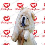 خرید سگ چاو چاو - تصویر 8