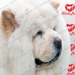 خرید سگ چاو چاو - تصویر 2