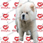 خرید سگ چاو چاو - تصویر 3