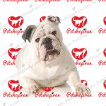 خرید سگ بولداگ