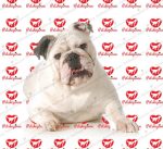 خرید سگ بولداگ - تصویر 3