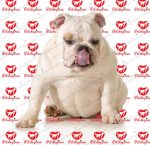 خرید سگ بولداگ - تصویر 5