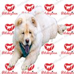 خرید سگ چاو چاو - تصویر 4