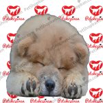 خرید سگ چاو چاو - تصویر 5