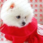 خرید سگ پامرانین - تصویر 3