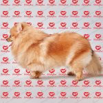 خرید سگ پامرانین سفید پرتغالی (p 104) - تصویر 2