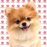 خرید سگ پامرانین (p 103)