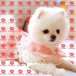 خرید سگ پامرانین