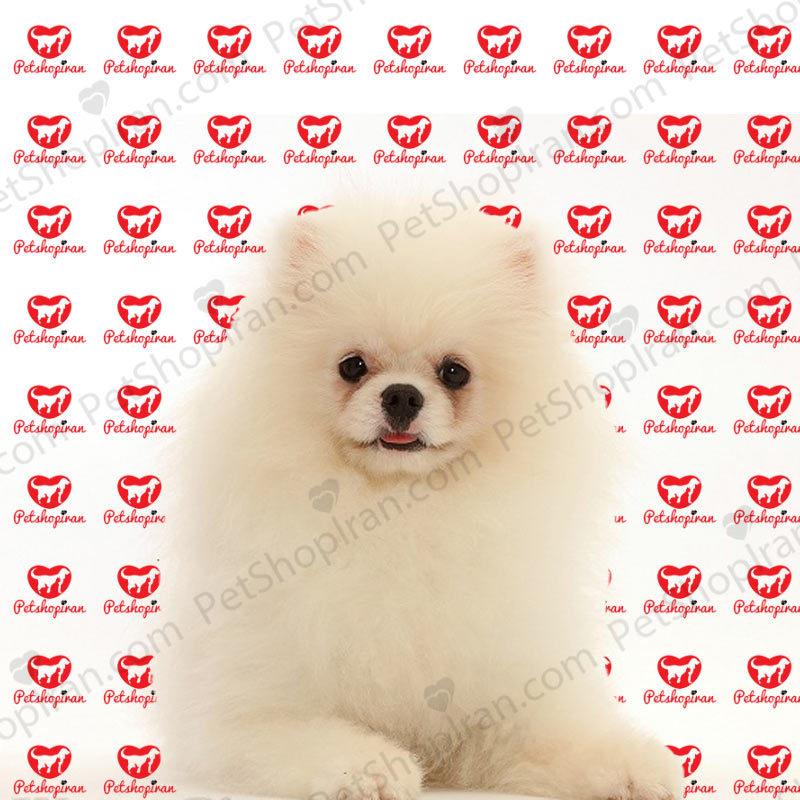خرید سگ پامرانین 17 pomer seri 3 20 ok 1