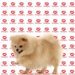 خرید سگ پامرانین سفید پرتغالی (p 113)