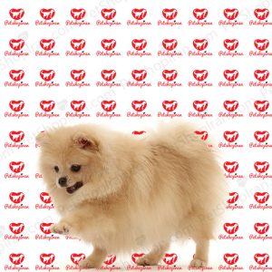 خرید سگ پامرانین سفید پرتغالی (p 113)