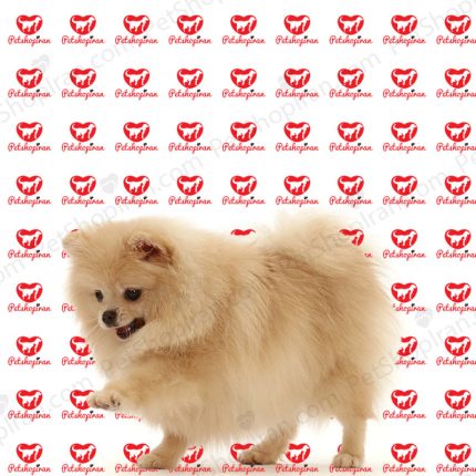 خرید سگ پامرانین سفید پرتغالی (p 113)