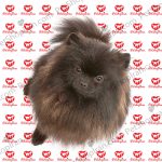 خرید سگ پامرانین مشکی پرتغالی (p 112)