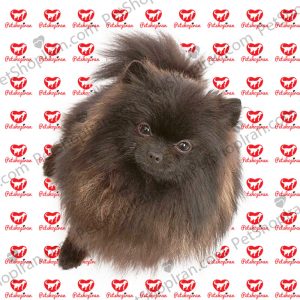 خرید سگ پامرانین مشکی پرتغالی (p 112)