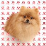 خرید سگ پامرانین - تصویر 21