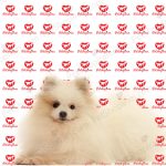 خرید سگ پامرانین - تصویر 22