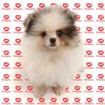 خرید توله سگ پامرانین سفید (p 115)