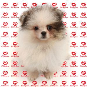 خرید توله سگ پامرانین سفید (p 115)