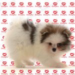 خرید توله سگ پامرانین سفید(p 118) - تصویر 5