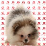 خرید توله سگ پامرانین سفید(p 118) - تصویر 7