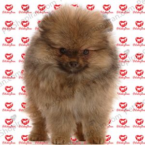 خرید توله سگ پامرانین