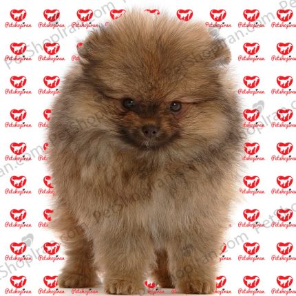 خرید-توله-سگ-پامرانین-طوسیp121