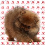 خرید توله سگ پامرانین سفید(p 118) - تصویر 9