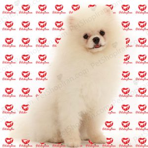 خرید سگ پامرانین سفید (p 108)