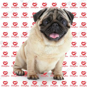 قیمت سگ پاگ ارزان