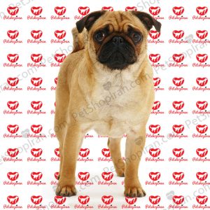 قيمت سگ پاگ