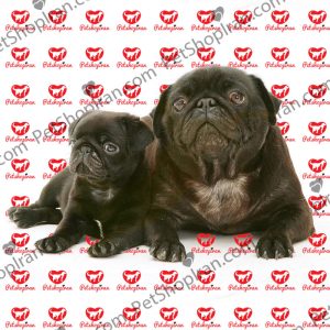 توله سگ پاگ p106