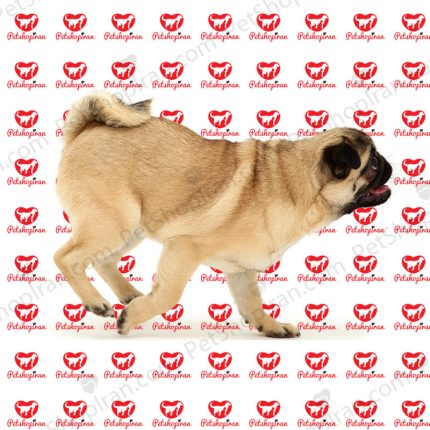 سگ پاگ نخودی