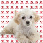 خرید سگ پودل پرتغالی (p102)