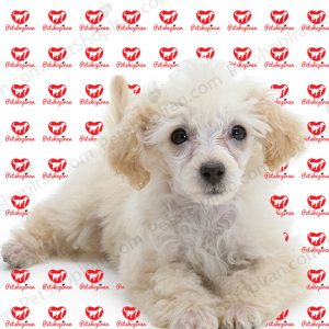 خرید سگ پودل (p101)