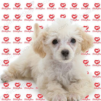 خرید سگ پودل پرتغالی (p102)