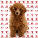 سگ پودل استاندارد