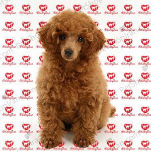 سگ پودل استاندارد