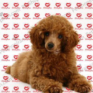 خرید سگ پودل پرتغالی (p102)