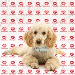 خرید توله سگ پودل