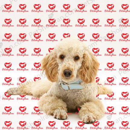 خرید توله سگ پودل