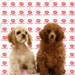 قیمت سگ پودل بزرگ