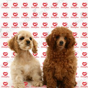 قیمت سگ پودل بزرگ