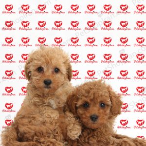 خرید توله سگ پودل پرتقالی (p104)(100% ضمانت کیفیت)