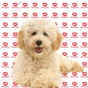 فروش سگ پودل