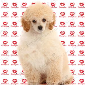 قیمت سگ پودل سفید