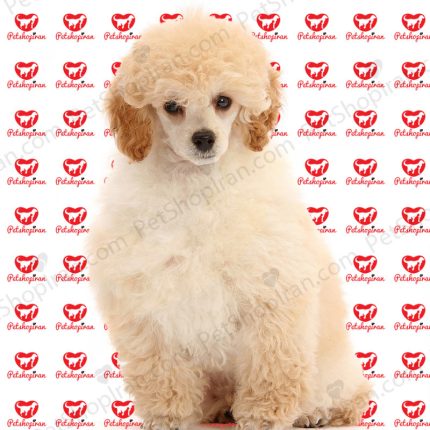 سگ پودل استاندارد