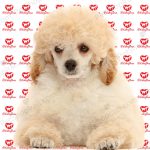 قیمت سگ پودل سفید